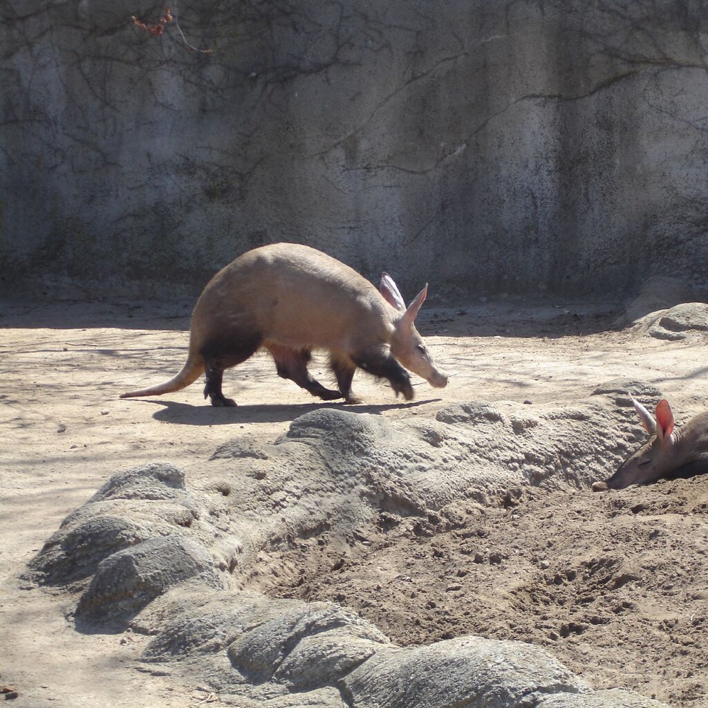Photo of an aardvark.