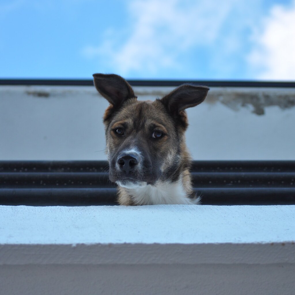 Photo of a dog looking down