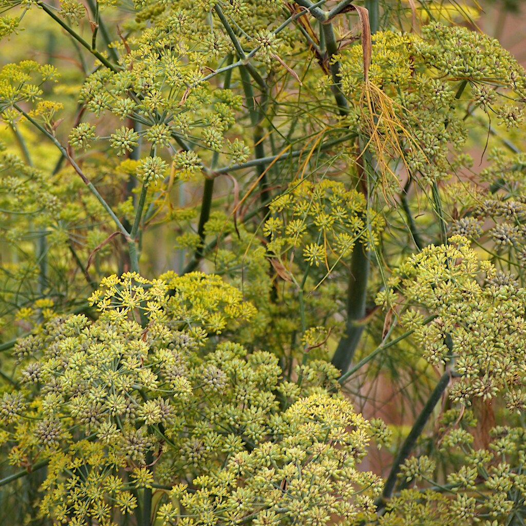 Photo of an anise plant