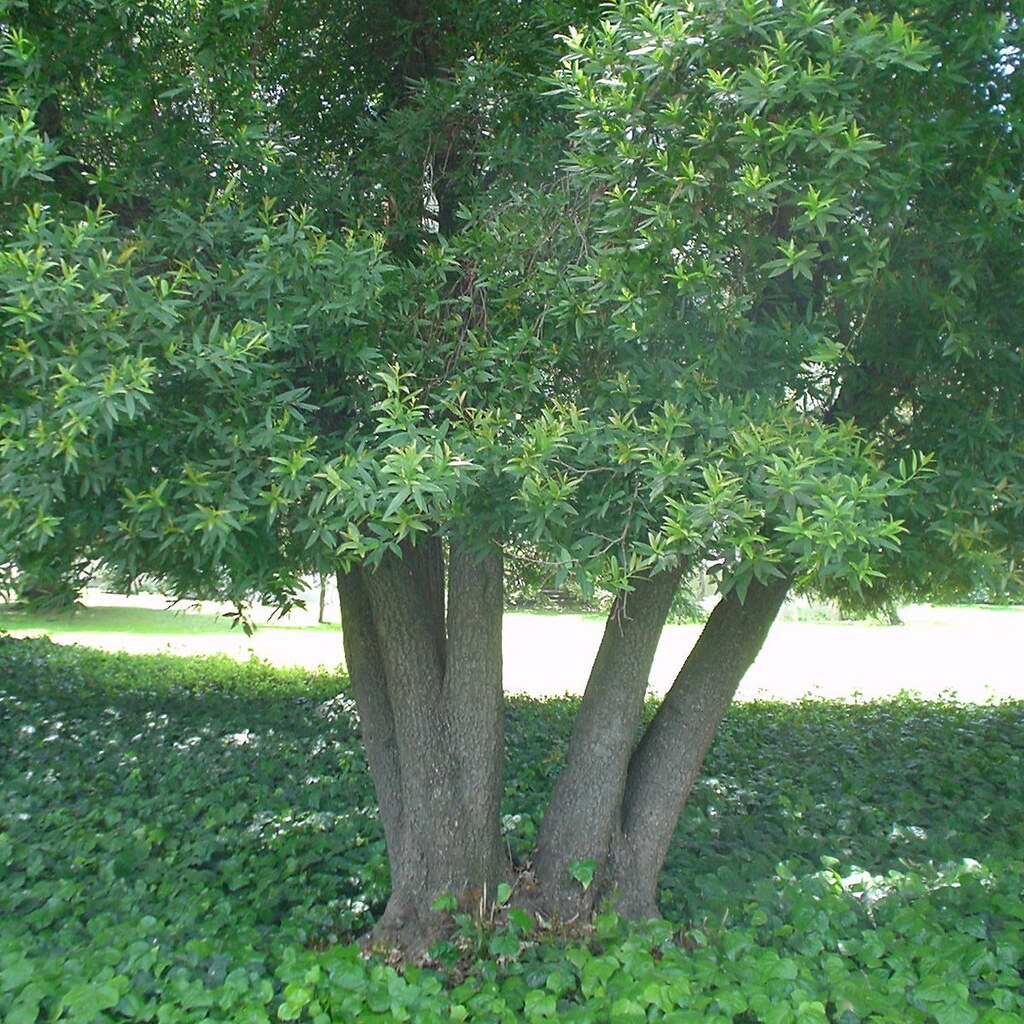 Photo of a bay laurel tree