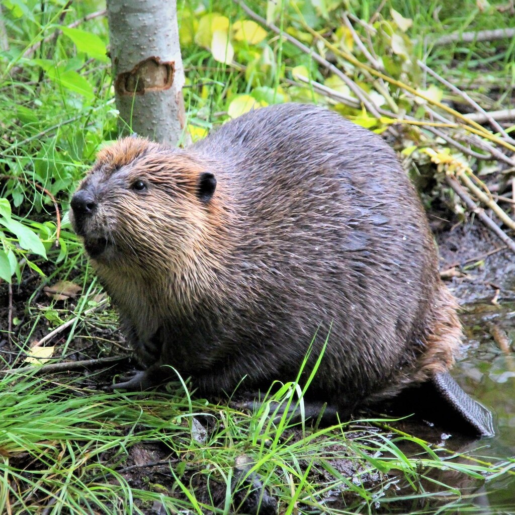 Photo of a beaver