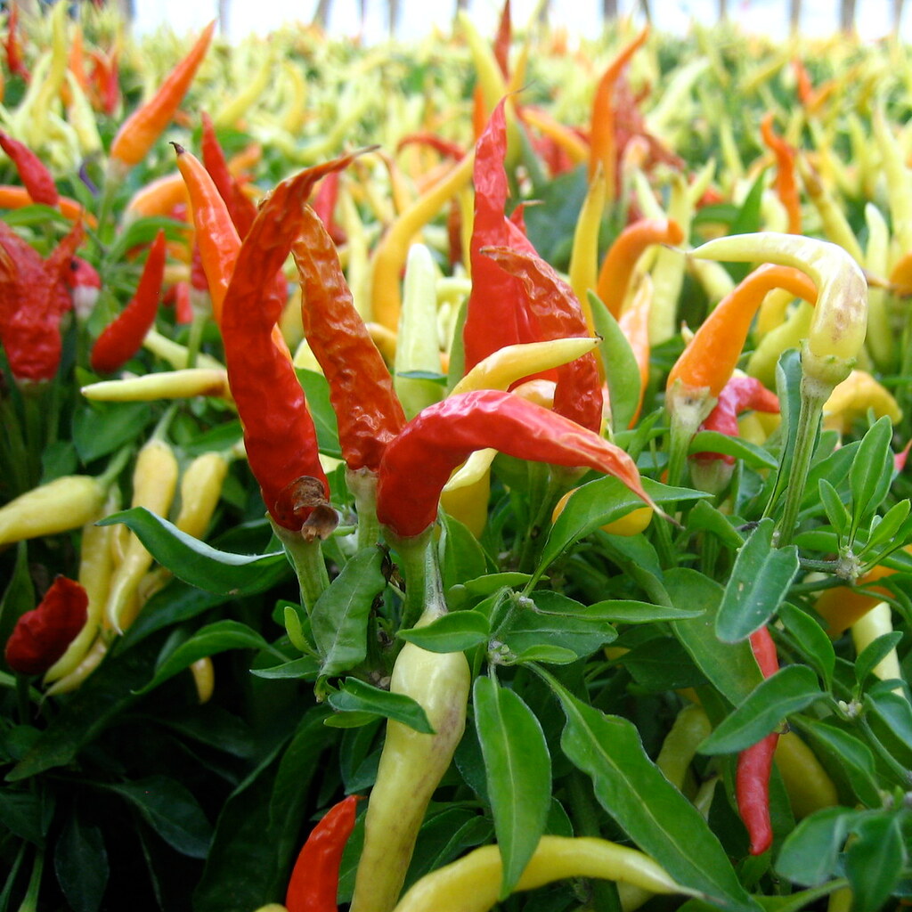 Photo of hot chilis