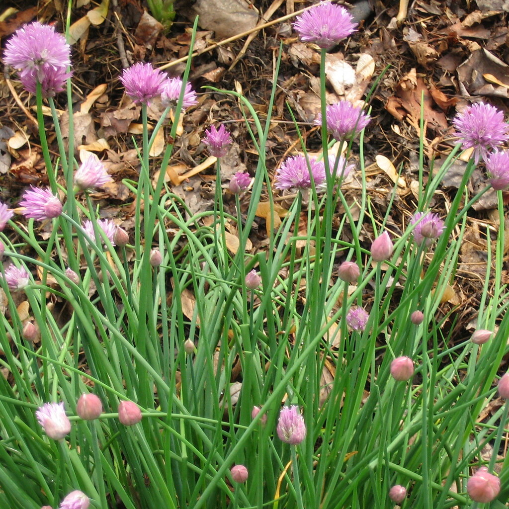Photo of some chives