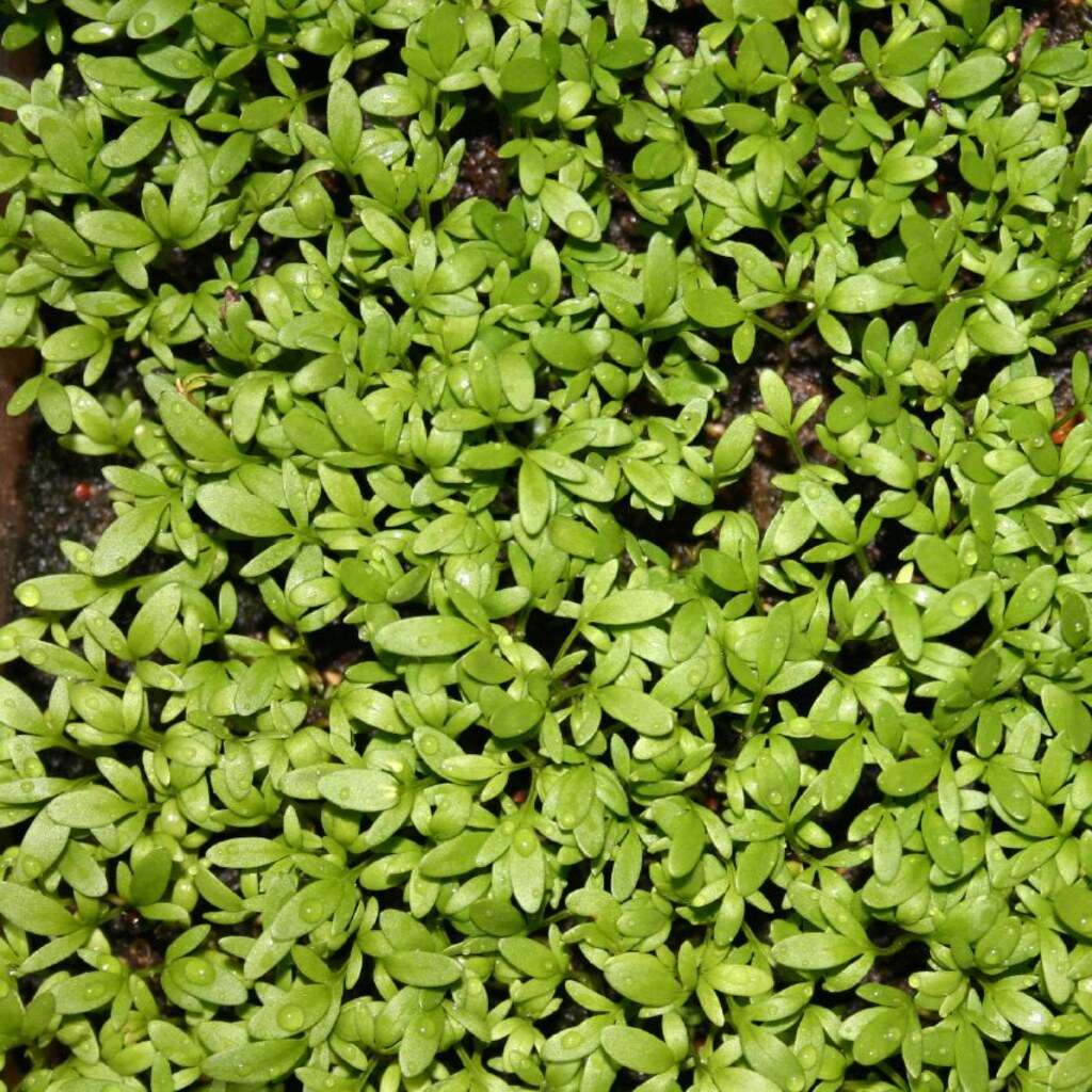 Photo of cress