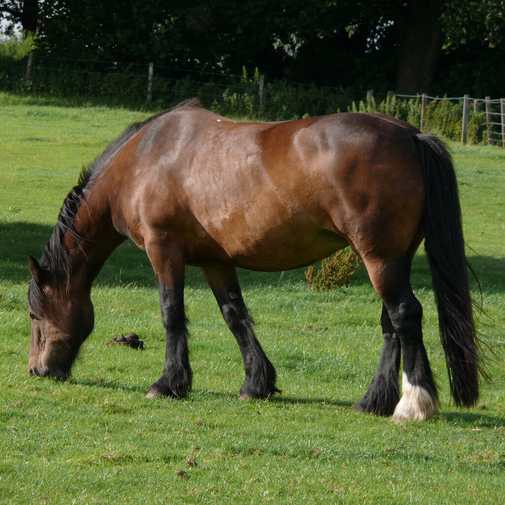 Photo of a horse.