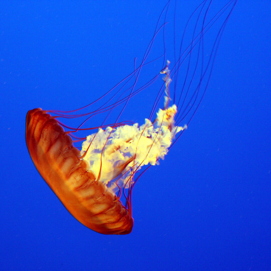 Photo of a jellyfish