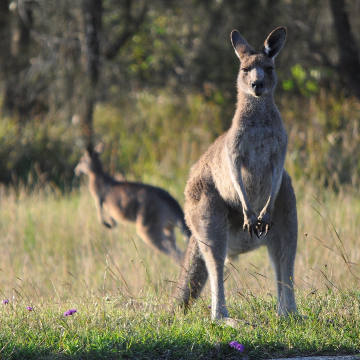 Photo of a kangaroo.