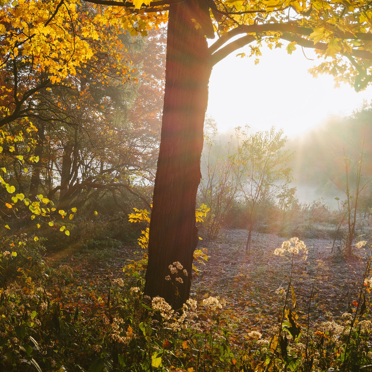 Photo of morning light