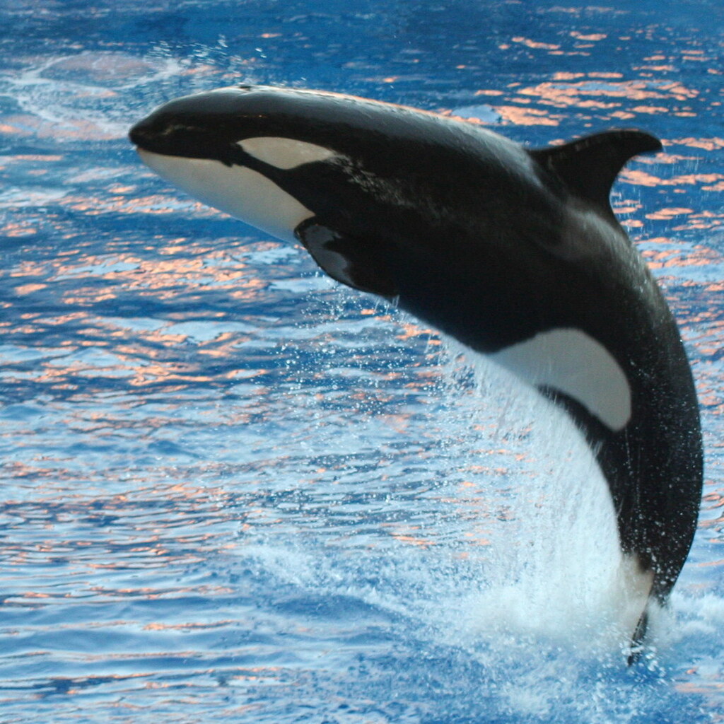 Photo of an orca
