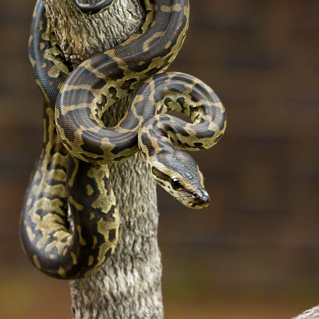 Photo of a python