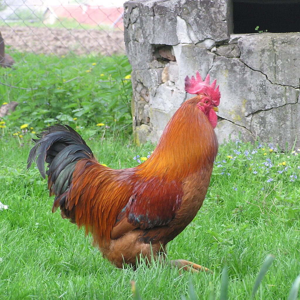 Photo of a rooster.