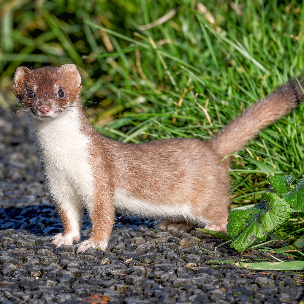Photo of a stoat, or ermine