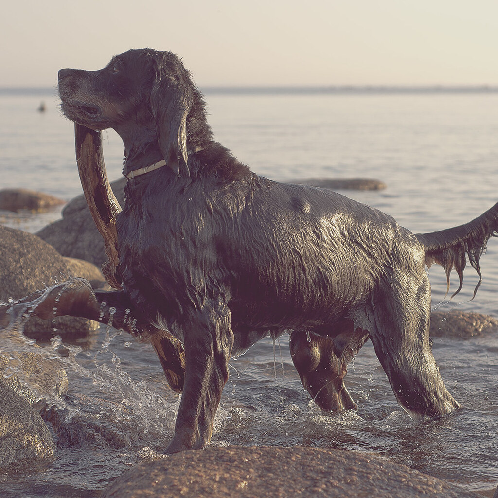 Photo of a wet dog