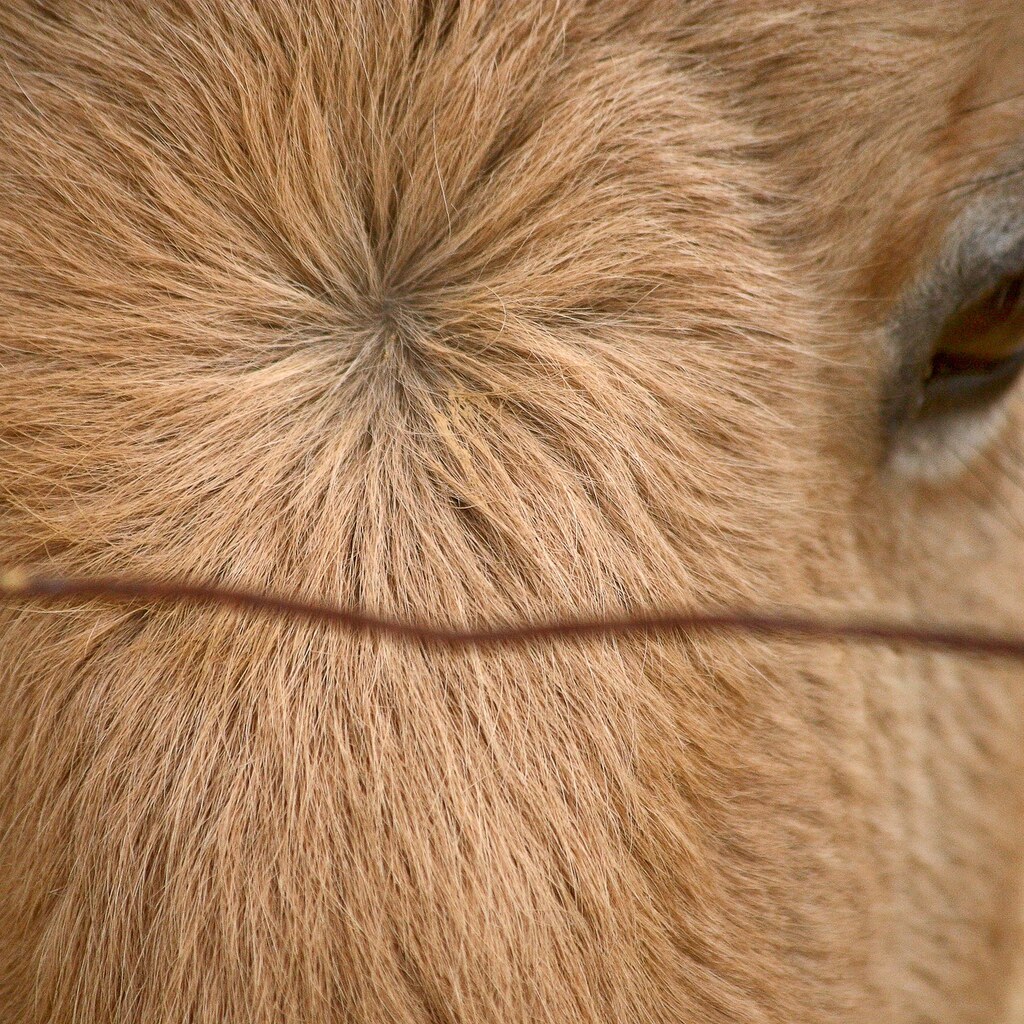 Photo of a cow with a whorl