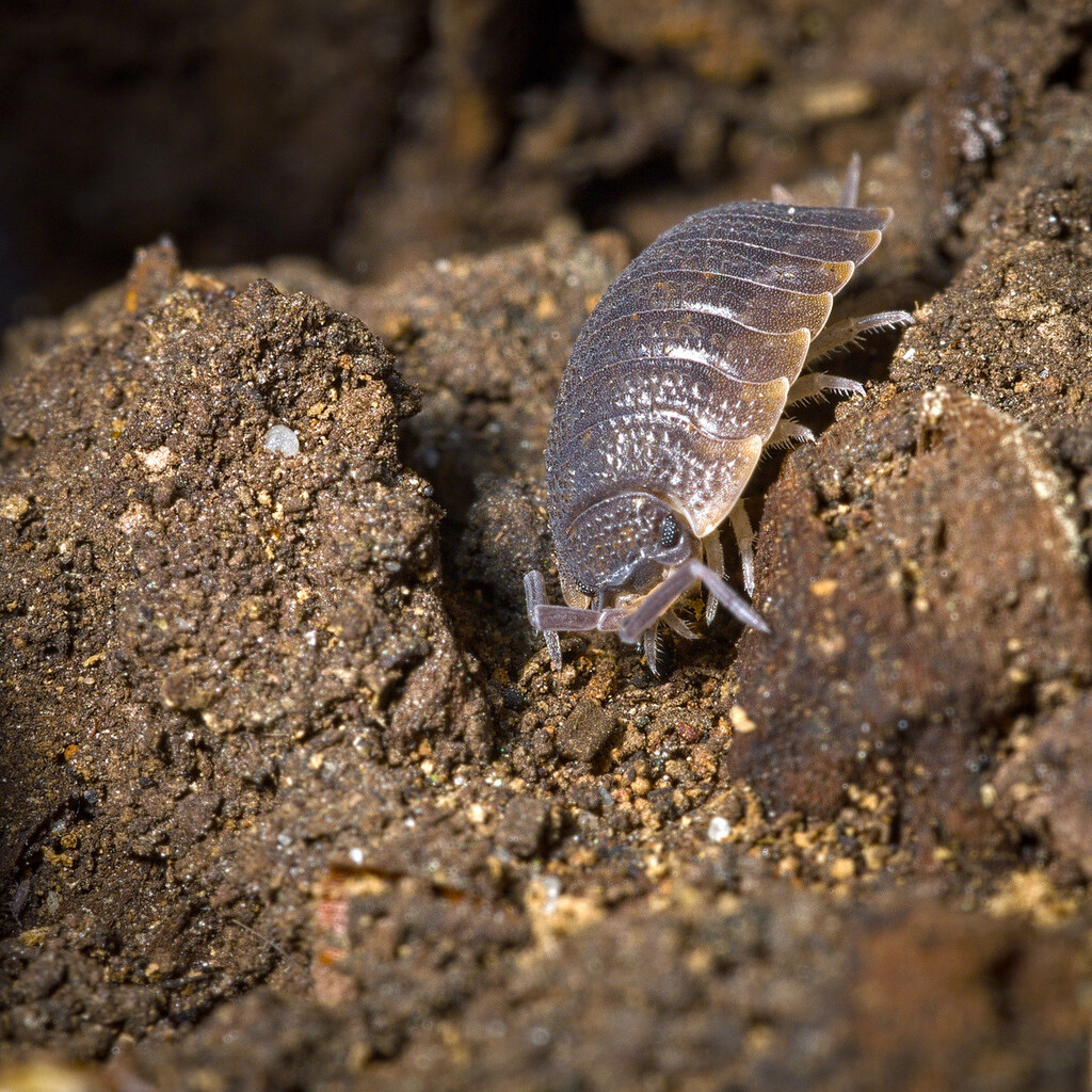 Photo of a woodlouse
