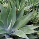 Photo of an agave attenuata