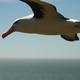 Photo of an albatross