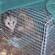 Photo of a trapped possum