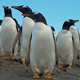 Photo of penguins