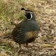 Photo of a quail.