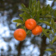 Photo of tangerines