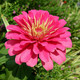 Photo of a zinnia