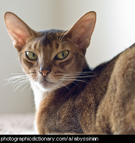 Photo of an abyssinian cat.