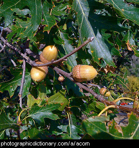 Photo of acorns on an oak tree.