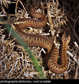 Photo of an adder