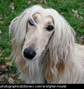 Photo of an afghan hound