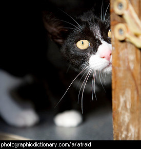 Photo of a scared kitten