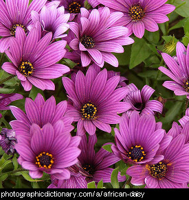 Photo of African daisy flowers