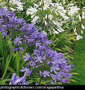 Photo of agapanthus flowers