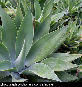 Photo of an agave attenuata