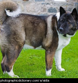 Photo of an akita dog