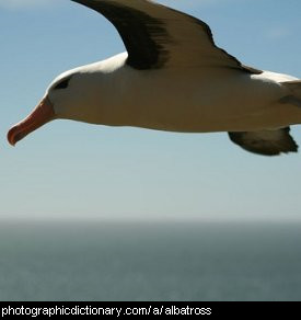 Photo of an albatross