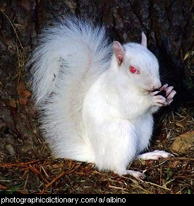 Photo of an albino squirrel