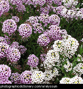 Photo of sweet alyssum