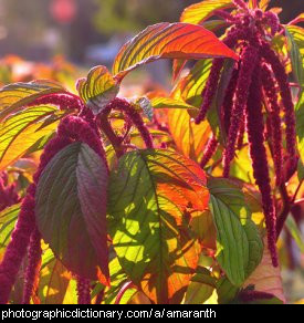 Photo of amaranth.