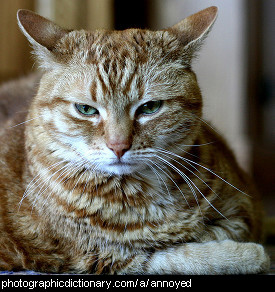 Photo of an annoyed cat