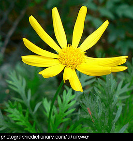 Photo of a yellow flower