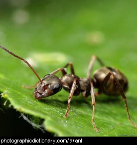 Photo of an ant.