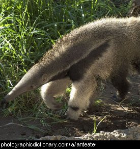 Photo of an anteater