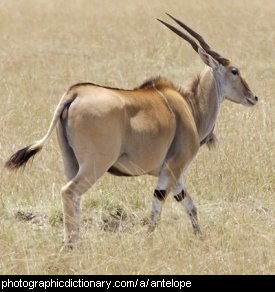 Photo of an eland antelope.