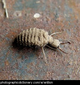 Photo of an antlion
