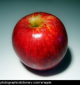 Photo of an apple.