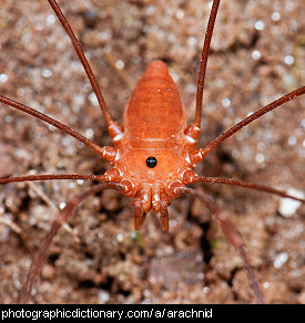 Photo of an arachnid
