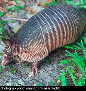 Photo of an armadillo