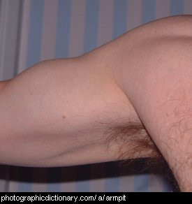 Photo of an armpit