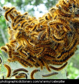 Photo of an army of caterpillars
